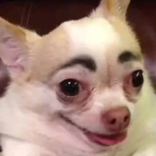 😊 dog, chihuahua, eyebrows, funny, pet telegram sticker