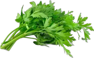 🌟 parsley, herb, green, plant, cooking, food telegram sticker