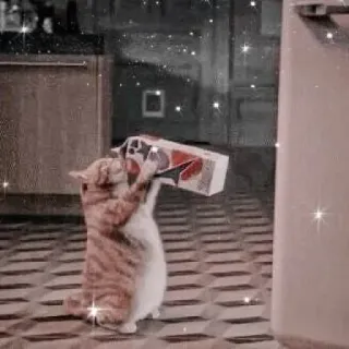 🧃 кот, питомец, животное, игривый, коробка, милый, домашний, кошачий telegram sticker