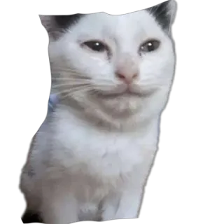 🐱 cat, white, animal, meme telegram sticker