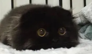 😐 Katze, schwarze Katze, süß, Tier, Haustier, große Augen telegram sticker