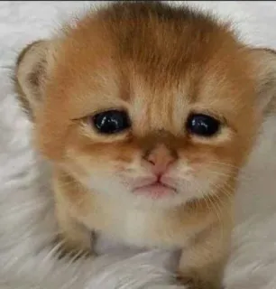 😔 cat, kitten, sad, cute, animal telegram sticker