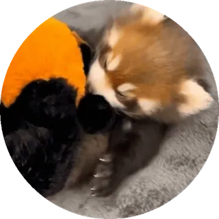 🐼 panda ruda, zwierzę, słodki, śpiący, futrzasty, ssak telegram sticker