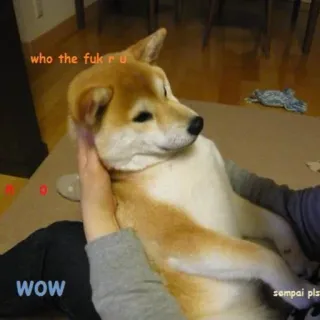 😕 who the fuk r u WOW senpai pls chien, mème, shiba inu, drôle, offensant, animal, animal de compagnie whatsapp sticker