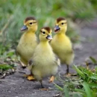 🌟 patitos, patitos bebés, pájaros, lindo, animales, naturaleza telegram sticker