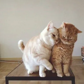 😺 chats, chatons, animaux, animaux de compagnie, mignon, amitié telegram sticker