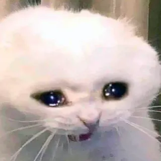😭 cat, crying, sad, white cat, meme, animal telegram sticker