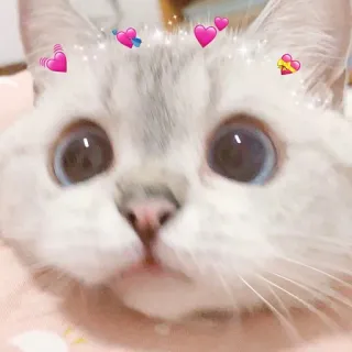 🧸 gatto, animale, animale domestico, carino, cuori, kawaii telegram sticker