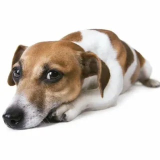 ☹️ dog, animal, cute, domestic, pet telegram sticker