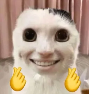 😊 gatto, inquietante, emoji, divertente, meme, animale telegram sticker