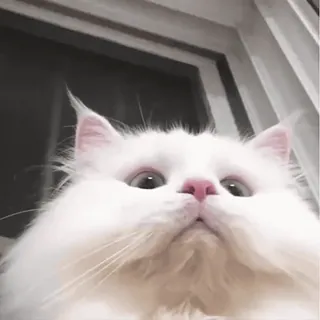 ๐ cat, white cat, pet, animal, cute, fluffy, domestic animal telegram sticker