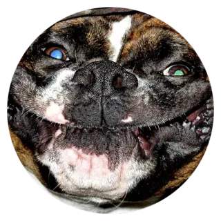 👺 Hund, Boxer, Tier, Porträt, Nahaufnahme, lustig telegram sticker