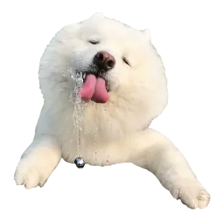 🚰 犬, サモエド, かわいい, ペット, 動物, よだれ telegram sticker