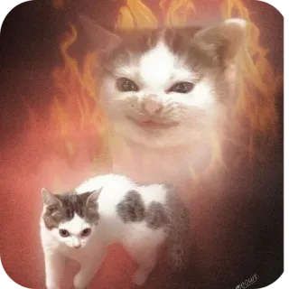 🐱 chat, chaton, feu, mal, enfer, diable, mème, humour telegram sticker