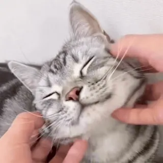 Cats 👉 @fixfox whatsapp stickers