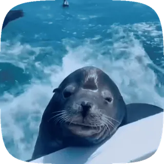 🦭 foka, zwierzę, morze, ssak, dzika przyroda, ocean, słodki telegram sticker