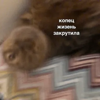 🌪 копец
жизнь
закрутила แมว, ข้อความ, รัสเซีย, สัตว์ telegram sticker