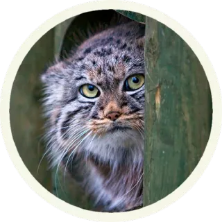 😳 кот, животное, милый, дикий кот, манул, манул, природа telegram sticker
