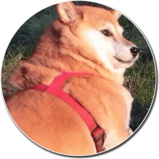 😦 chien, shiba inu, animal de compagnie, animal, mignon, harnais chien whatsapp sticker