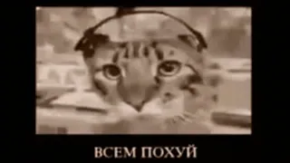 😱 ВСЕМ ПОХУЙ Katze, Russisch, Meme, Offensiv telegram sticker