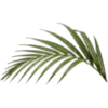 tropical @orderemoji telegram emojis 🥥