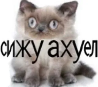 🐈 сижу ахуел cat, meme, russian, shocked whatsapp sticker