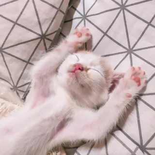 😴 kätzchen, katze, schlafend, süß, tier, haustier, haustier, entspannend telegram sticker