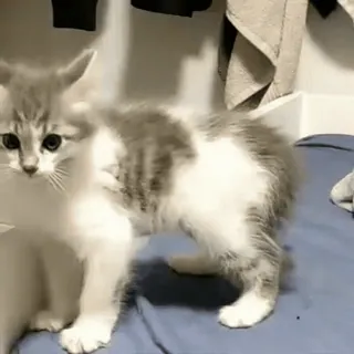 🎈 子猫, 猫, ペット, 可愛い, 動物, 家庭, ネコ科, 若い猫 telegram sticker
