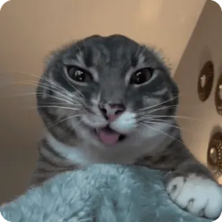🦹 blep cat telegram sticker