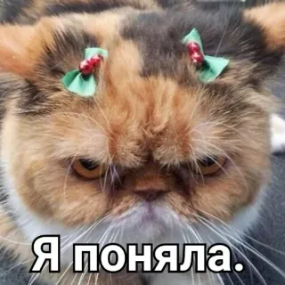✋ Я поняла. кот, мем, смешной, выражение, животное, питомец telegram sticker