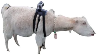📹 goat, animal, camera, white, outside telegram sticker