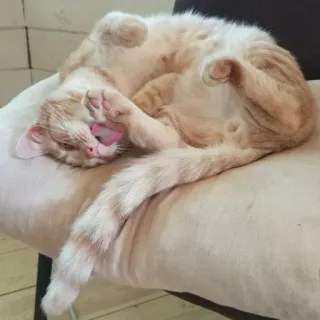 ❤️ kucing, tidur, menggemaskan, imut, hewan, peliharaan, kucing domestik telegram sticker