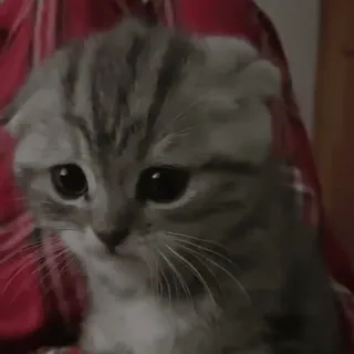 🐱 gato, gatito, triste, lindo, animal, mascota, mamífero whatsapp sticker
