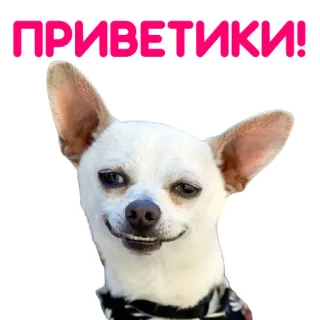 👋 ПРИВЕТИКИ! dog, chihuahua, greeting, hello, sticker, funny, cute telegram sticker
