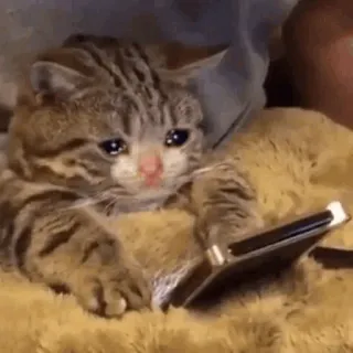 🥺 cat, sad, animal, kitten, pet, smartphone telegram sticker