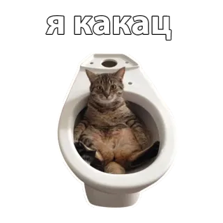 🚽 Я какац cat, toilet, meme, animal, funny whatsapp sticker