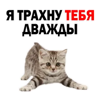 😊 Я ТРАХНУ ТЕБЯ ДВАЖДЫ gato, ofensivo, texto, russo, animal, adesivo whatsapp sticker