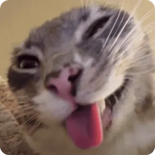 👅 blep cat telegram sticker