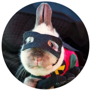 😎 Robin Batman rabbit, bunny, superhero, mask, animal, cute, costume telegram sticker