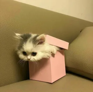 😔 kitten, cat, cute, animal, box, pet, feline telegram sticker
