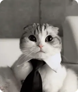 👔 kucing, dasi, kantor, jas, binatang, lucu, kocak, bisnis telegram sticker