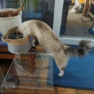 🤨 cat, basket, animal, pet, domestic animal, funny telegram sticker