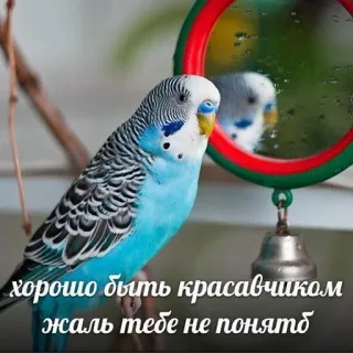Я орал, меня ловили telegram stickers
