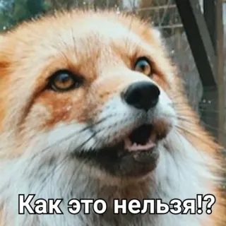 😕 Как это нельзя!? raposa, animal, surpreso, meme, engraçado, pergunta telegram sticker