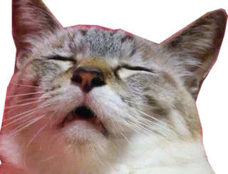 😩 gato, animal, dormilón, gracioso, meme telegram sticker