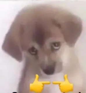 🥺 Hund, Welpe, süß, Tier, Haustier, Meme telegram sticker