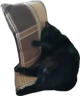 💤 kucing hitam, kucing, bantal, tidur, hewan peliharaan, binatang peliharaan whatsapp sticker