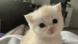 🥺 kitten, kat, schattig, huisdier, dier, huiselijk, katachtig whatsapp sticker