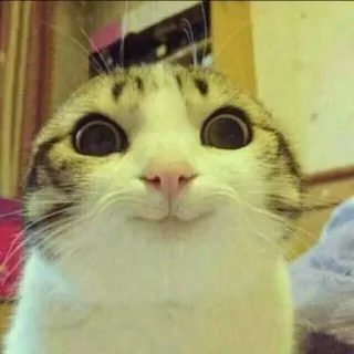 😺 chat, animal, mème, drôle, animal de compagnie, mignon, yeux telegram sticker