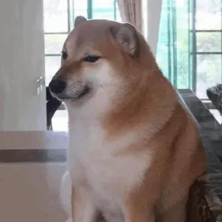 🐕 Doge perro, meme, doge, shiba inu, gracioso, mascota, animal whatsapp sticker